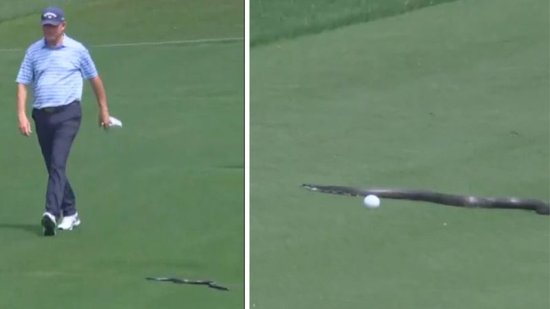 Schlange schlängelt über PGA-C...