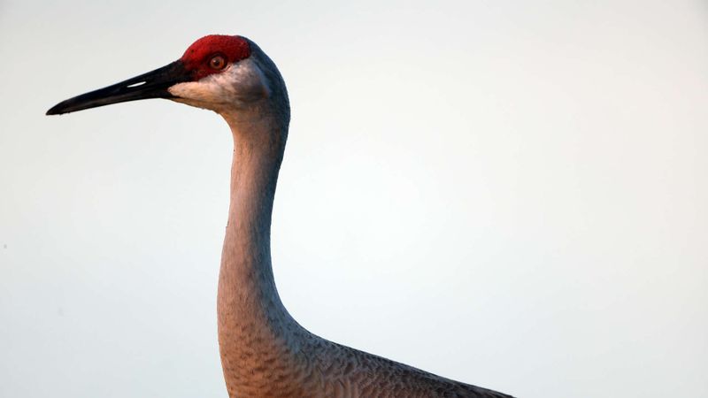 Golf, Alligatoren und Vögel