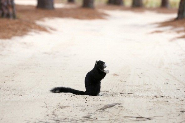 US Open: Pinehurst No. 2 im De...