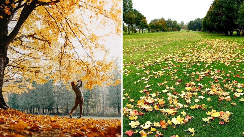 Golf im Herbst: Die „Laubregel...