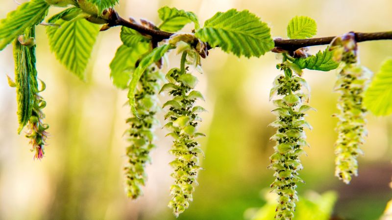 Was tun, wenn die Allergie das...