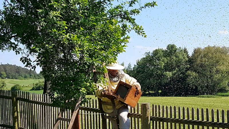 Der Golfplatz und die Bienen:...