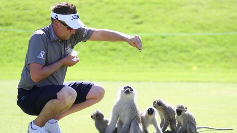 Tierische Momente auf den Golf...