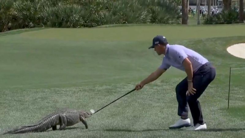 Billy Horschel vs. Alligator:...