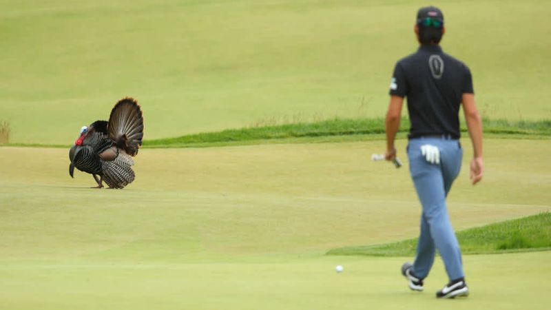 US Open: Truthahn auf dem Golf...