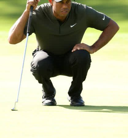 Volle Konzentration: Tiger mit...