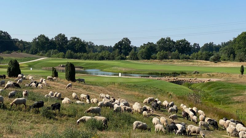 „Green Eagle Nature“: Schafe h...