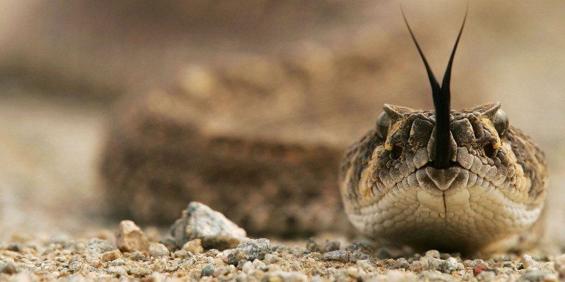 Golf Spielvariation: Snake - P...