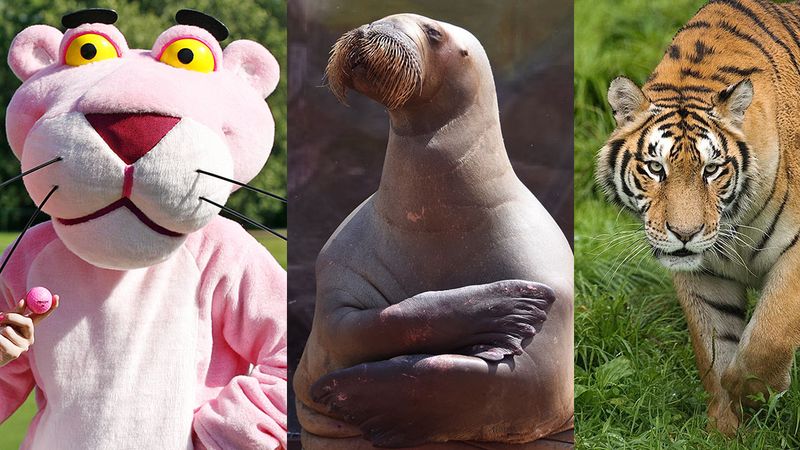 Pink Panther, Walross, Tiger -...