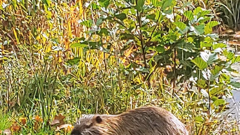 Zwar ganz putzig, aber doch ni...